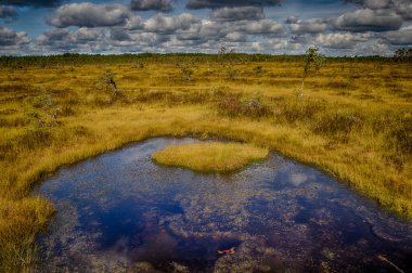 Ventspils. Vasenieki bog. The Vasenieki bog is located in the Stiklu Bole complex, which is the largest complex in Western Latvia and was formed 5-7 thousand years ago.