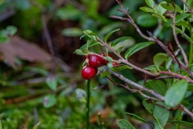 Ventspils. Vasenieki swamp. Cranberry. In nature, all types of cranberries grow in damp places: in transitional and upland bogs, in sphagnum coniferous forests, sometimes along marshy shores of lakes.