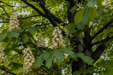 Bükreş. Romanya. Lanet olası kestane. Chestnut, Beech ailesinin küçük bir ağaç cinsidir..