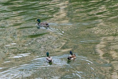 Dambovita nehrinde ördek. Bükreş 'te. Romanya.