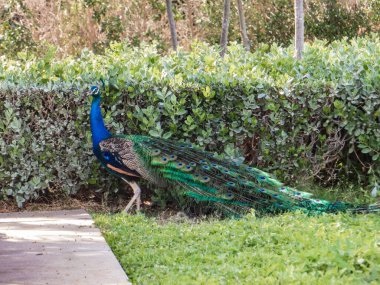 Dubai Emiri 'nin evinin yakınındaki doğal bir parkta yaşayan bir tavus kuşu..
