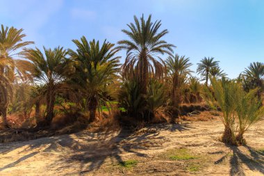 Erfoud, Fas yakınlarındaki Palm Grove 'da.