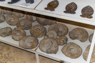 Erfoud bölgesinde bulunan bir kayaya gömülü fosilleşmiş bir trilobiti kapatın.