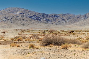 Binlerce Kasbalı 'nın yolu, Atlas Dağları ve Atlas Dağları arasındaki Dades Vadisi boyunca uzanan çarpıcı çöl manzaraları, köyler ve palmiye ağaçlarının arasından geçen muhteşem bir yolculuktur..