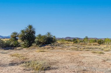 Ouarzazate. Fas Palmiyeleri Sahra Çölü, Fas 'ta küçük bir vaha yanında.