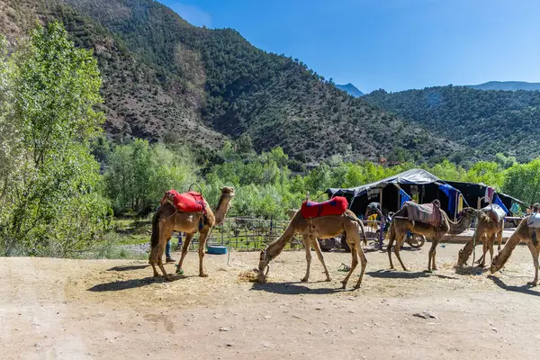 Ourika Vadisi 'ndeki yol kenarında saman yiyen bir deve grubu. Marakeş, Fas