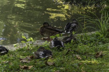 Dördüncü göldeki vahşi ördekler - Maksimir Orman Parkı, Zagreb - Hırvatistan