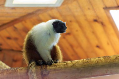 Hayvanat bahçesi kafesinin içindeki bir ağacın dalında oturan fareli köyün demirine yakın çekim. Hırvatistan 'ın Zagreb kentinde bulunan Maksimir Hayvanat Bahçesi. Zagreb 'deki hayvanat bahçesi Balkanlar' ın en büyük hayvanat bahçelerinden biri.