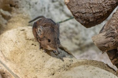 Elephant shrew rodent looking for food on a rock, Zagreb zoo clipart