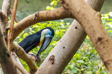 Zagreb hayvanat bahçesindeki şubeye tünemiş bir tukan