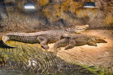İki Nil timsah (Crocodylus niloticus) birlikte yalan. Zagreb Hayvanat Bahçesi, Hırvatistan