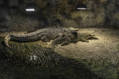 Two Nile crocodiles (Crocodylus niloticus) lie together. In Zagreb Zoo, Croatia clipart