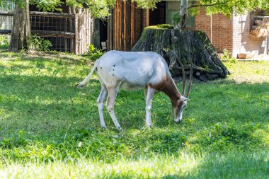 Scimitar-horned oryx (Oryx dammah) with brick wall on the background. In Zagreb Zoo, Croatia clipart