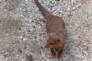 Egyptian mongoose in what seems to be a wildlife park or zoo in Zagreb, Croatia. The mongoose is light brown, relatively small in size, with a long tail. clipart