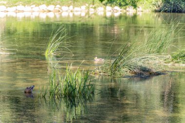 Slovenya 'daki ünlü ortaçağ şatosu Otocec' in yanındaki Krka Nehri 'nde ördek. Aşağı Karpatlar. Slovenya.