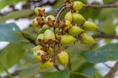 Yüksükotu meyvesi ya da imparatoriçe Paulownia tomentosa Çin 'e özgü yaprak döken hızlı büyüyen bir ağaç güneşli yaz günlerinde ağaç dallarında büyük yapraklar. Bahçe düzenlemesi. Slovenya, Avrupa