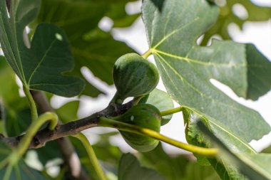 Güzel meyveli incir ağacı. Ljubljana. Slovenya. İncir, çiçek açan bitkinin küçük bir türü olan Ficus carica 'nın yenilebilir meyvesidir.