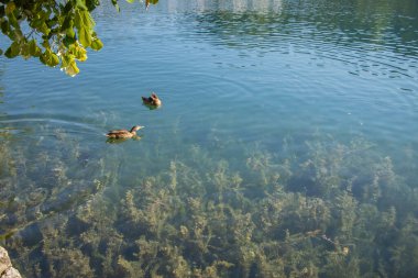 Kanlı gölde yüzen ördekler