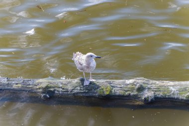 Çek Cumhuriyeti Prag 'daki Vltava nehrinde bir kütük üzerinde duran bir karabatak sürüsü ve bir martı. Siyah ve beyaz