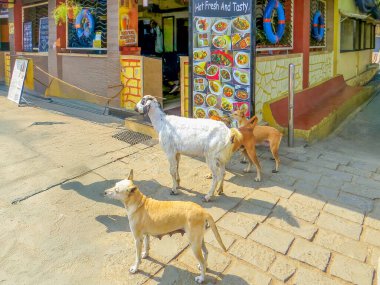 MUMBAI, INDIA. Goat and dogs in front of restaurant menu at Elephanta Island in Mumbai, India. Island is a popular tourist destination because of cave temples.