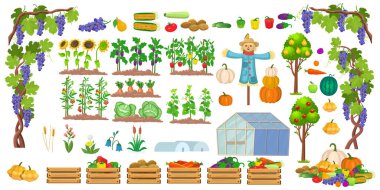 Büyük sebze bahçesi seti. Çizgi film tarzında bir çiftlik seti. Tohumların, seranın, korkuluğun, sebzelerin, meyvelerin ve ağaçların vektör çizimi. Çocuklar için beyaz arkaplanda resimler