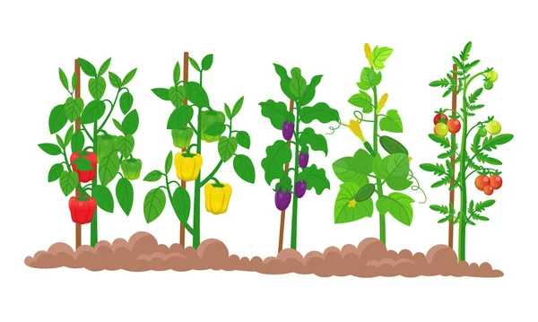ベッドの上の野菜と庭のファームパノラマ トマト キュウリ 白を背景に成熟した果物とピーマンの植物 漫画風のベクトルイラスト — ストックベクタ