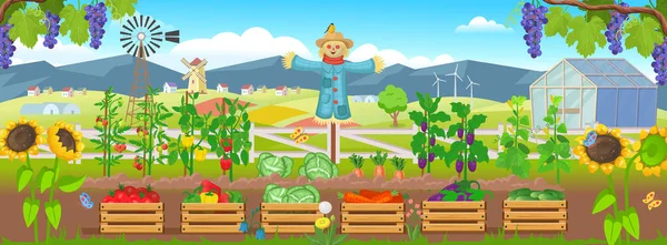 Πανόραμα Αγρόκτημα Κήπο Λαχανικά Στα Κρεβάτια Ξύλινα Κουτιά Λαχανικά — Διανυσματικό Αρχείο