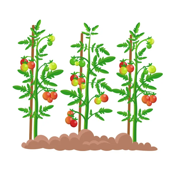 stock vector Seedling tomatoes. Tomatoes with mature fruits. Vector illustration.