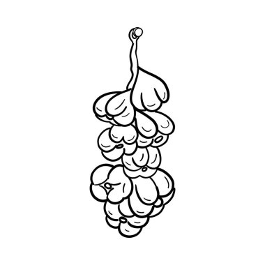 Bir demet sarımsak. Vektör. Doğrusal stil. El çizimi.