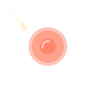 Yumurta hücresi ve sperm döllenmesi. Vektör çizimi. Düz simge hamileliği 1 hafta