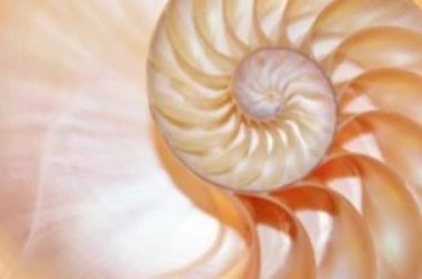 shell fibonacci shell of nautilus shell stock coral Fibonacci footage video clip turning coral golden ratio number sequence natural background half slice section