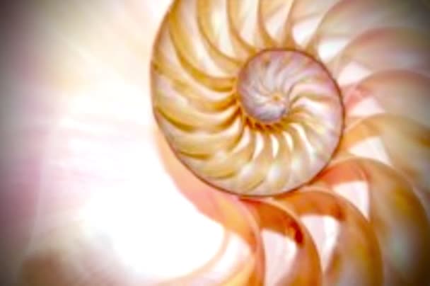 Shell Fibonacci Shell Nautilus Shell Stock Coral Fibonacci Footage Video — Stok video