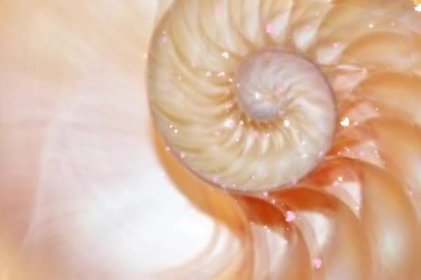 Shell Fibonacci Shell Nautilus Shell Stock Coral Fibonacci Footage Video — Video