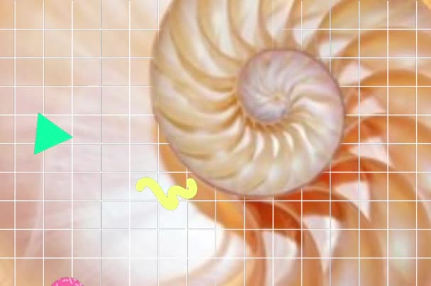 Shell Fibonacci Shell Nautilus Shell Stock Coral Fibonacci Footage Video — Αρχείο Βίντεο