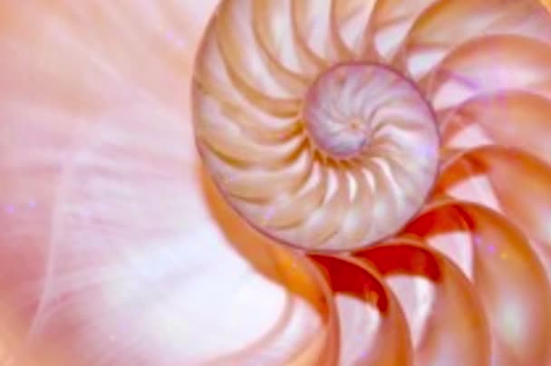 Schelp Fibonacci Schelp Van Nautilus Schelp Voorraad Koraal Fibonacci Beeldmateriaal — Stockvideo