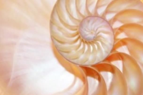 Shell Fibonacci Shell Nautilus Shell Stock Coral Fibonacci Bokeh Footage — Vídeos de Stock