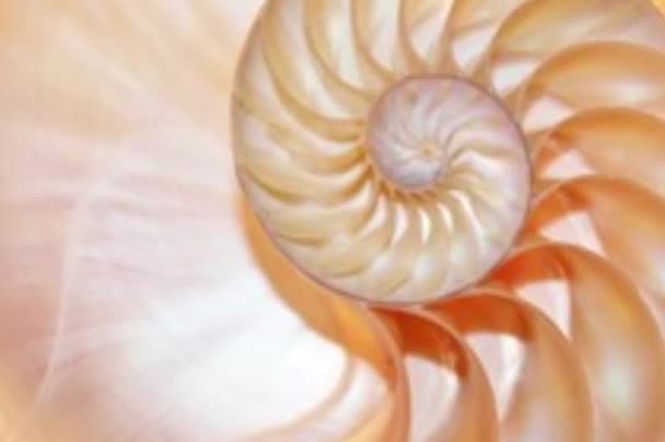 Shell Fibonacci Shell Nautilus Shell Stock Coral Fibonacci Footage Video — Wideo stockowe