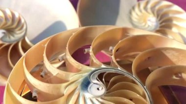 nautilus Shell Fibonacci video klibi altın oran sıralaması doğal arkaplan yarım dilim