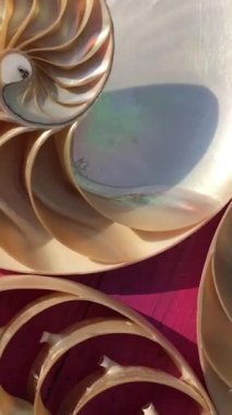 nautilus Shell Fibonacci video klibi altın oran sıralaması doğal arkaplan yarım dilim