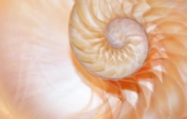 nautilus Shell Fibonacci video klibi altın oran sıralaması doğal arkaplan yarım dilim