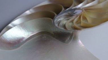 nautilus Shell Fibonacci video klibi altın oran sıralaması doğal arkaplan yarım dilim