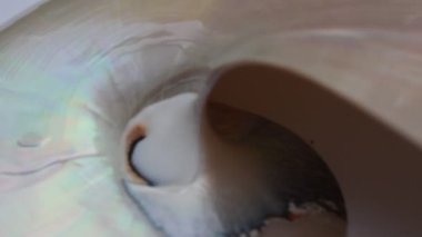 nautilus Shell Fibonacci video klibi altın oran sıralaması doğal arkaplan yarım dilim