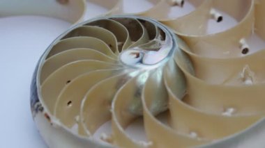 nautilus Shell Fibonacci video klibi altın oran sıralaması doğal arkaplan yarım dilim