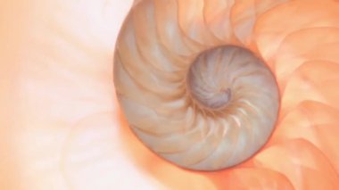 nautilus Shell Fibonacci video klibi altın oran sıralaması doğal arkaplan yarım dilim