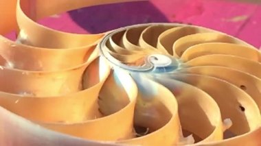 nautilus Shell Fibonacci video klibi altın oran sıralaması doğal arkaplan yarım dilim