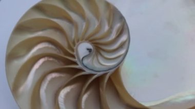 nautilus Shell Fibonacci video klibi altın oran sıralaması doğal arkaplan yarım dilim
