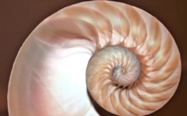 Nautilus Shell Stock Fibonacci Séquence Vidéo Clip Tournant Nombre Nombre — Video