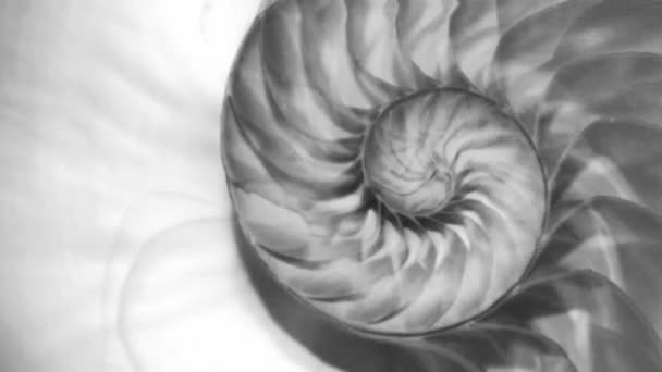 Nautilus Shell Stock Fibonacci Beeldmateriaal Video Clip Draaien Gouden Verhouding — Stockvideo