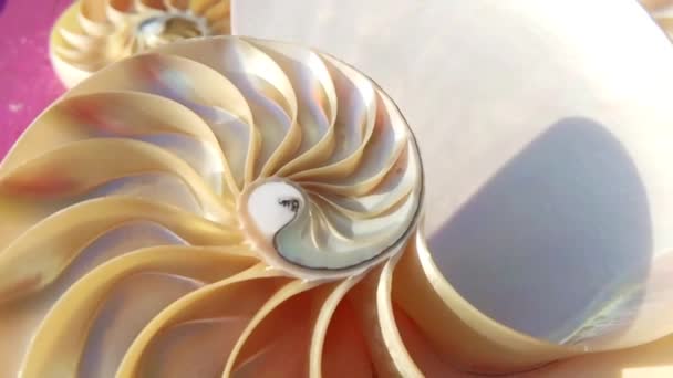Nautilus Раковины Акций Фибоначчи Съемки Видео Клип Превращение Золотое Сечение — стоковое видео