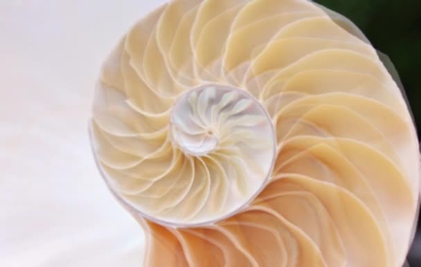 Material Concha Nautilus Imágenes Fibonacci Clip Vídeo Girando Número Proporción — Vídeos de Stock